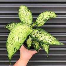 17 Best Indoor Dieffenbachia Varieties In 2020 Plants Cool Plants Perfect Plants