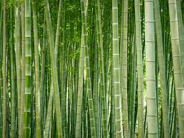 Be warned bamboo doesn't respond well to any herbicide currently on the market. Bamboo Control How To Get Rid Of Bamboo