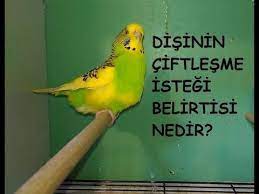 disi muhabbet kusun eslesme istegi belirtileri nelerdir ne yapmak lazim youtube muhabbet kuslari dis boncuk
