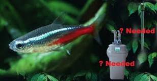 Can tetras live without a filter?