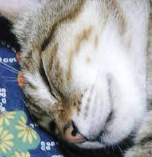 猫は「寝子」？: 虎猫の気まぐれシネマ日記