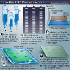 Dna analysis os answer key : How Dna Profiling Works Biology Lessons Study Biology Science Biology