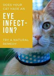 Home Remedies For Cat Eye Infection In 2020 Kitten Eye Infection Cat Eye Infection Eye Infections