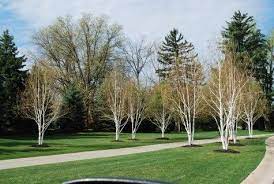 Himalayan White Barked Birch Dirt Simple Birch Trees Garden Birch Trees Landscaping Urban Garden Design