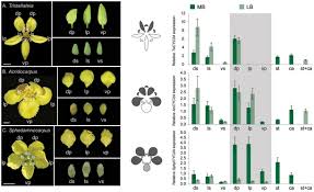 Maybe you would like to learn more about one of these? Grayscale Shading On Floral Diagrams Summarizes The Relative Strength Download Scientific Diagram