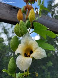 Image result for Momordica gilgiana