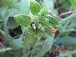 Image result for Ipomoea pes-tigridis