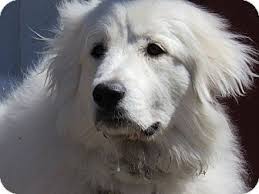 Maybe you would like to learn more about one of these? 3 13 17 Kiowa Ok Great Pyrenees Meet Angel A Dog For Adoption Http Www Adoptapet Com Pet 17757515 Kiowa Great Pyrenees Dog Adoption Great Pyrenees Dog