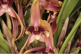 Image result for Bulbophyllum encephalodes