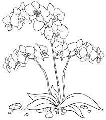 Free, printable coloring pages for adults that are not only fun but extremely relaxing. Moth Orchids Coloring Page Flower Drawing Orchids Painting Orchid Drawing