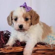 Nebraska, kansas, oklahoma, new mexico, or utah. Cavapoo Breeders Virginia Cavapoo Breeders East Coast Puppies For Sale
