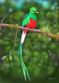 Birds That Start With Q In Spanish Pin On Trogon Y Quetzal