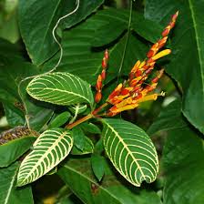 Image result for Sanchezia speciosa