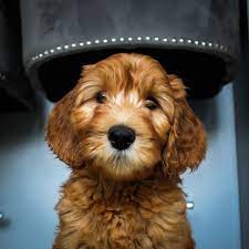 Registered alaa australian labradoodles for sale in texas, austin, dallas, houston, san antonio. Contact Teddies Australian Labradoodles