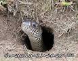 نتیجه تصویری برای انشا به زبان خوش مار از سوراخ بیرون می آید
