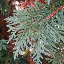 Image result for Hetaeria occidentalis