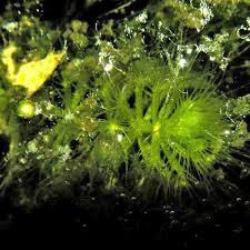 Image result for Aldrovanda vesiculosa