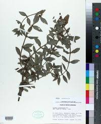 Image result for Hexasepalum sarmentosum