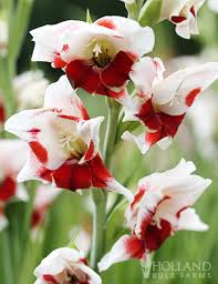 Image result for Gladiolus decoratus