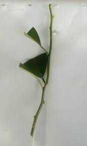 Cara pertama dengan memperoleh bibit langsung dari biji jeruk limau, untuk ini mungkin sedikit memerlukan waktu yang cukup lama. Teknik Tanam Pokok Limau Kasturi Hanya Cucuk Ranting Dalam Tanah