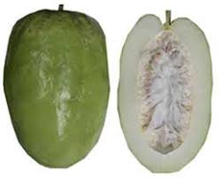 We did not find results for: Giant Granadilla Fruit Passiflora Quadrangularis Plant Uses Varieties Health Benefits Nutrition Values Recipes Mousse