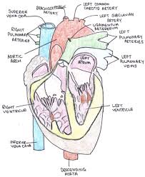 Heart blood flow circulation anatomical diagram with atrium and ventricle system. Great Vessels Of The Heart Teachmeanatomy