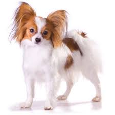 Papillon Kopek Egitimi