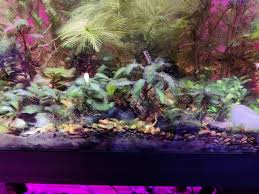 Manual removal you can remove string algae by regularly raking them off the surface of the pond. All Of My Plants Are Getting Covered In This Green String Algae Anyone Deal With This Type Of Algae And Know How To Get Rid Of It More Info In The Comments