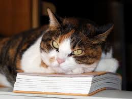 Suggested Reading List Petfinder Cats Cat Care Cat Books