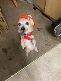 Psbattle This Chihuahua Waving His Paw Funny Photoshop Photoshop Meme Chihuahua Many take the form of image macros and often feature edits to the doge image for the purposes of dark or absurd. psbattle this chihuahua waving his paw