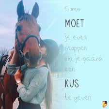 Penny Quote Paardencitaten Grappige Paarden Mooie Paarden
