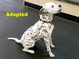 Dalmatian puppies for sale in texas select a breed. Dalmatian Rescue Of North Texas