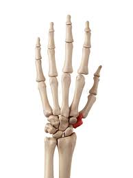 Image result for Trapezoid Bone
