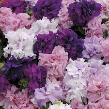 Plant does not set seed, flowers are sterile, or plants will not come true from seed. Double Cascade Hybrid Mix Petunia Seeds