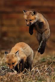 Pin By Seyda Tasan On Animals Cute Animals Animals Wild Animals