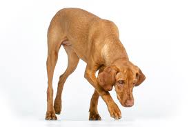 Image result for maďarský krátkosrstý ohař