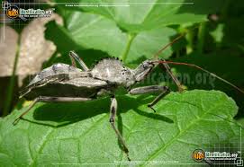 Wheel Bug