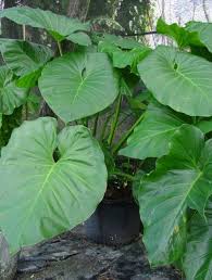Philodendron Giganteum Giganteum Plants Philodendron