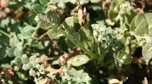 Image result for Baissea wulfhorstii