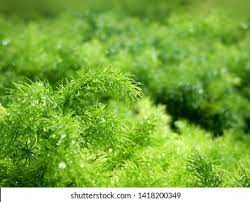 Foxtail Fern Flower Essence Best Flower Wallpaper