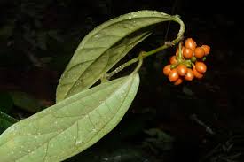 Image result for Piper guineense