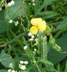 Image result for Vigna multinervis