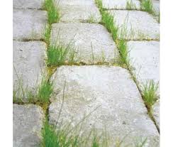 Fugensand Unkrautfrei Fugensand Unkraut Unkraut Jaten