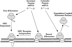 We did not find results for: Regulation Of Ribosome Detachment From The Mammalian Endoplasmic Reticulum Membrane Journal Of Biological Chemistry