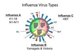 Koen, a veterinarian the first influenza b strain virus was isolated in 1940 during an epidemic in new york city. Schematic Of Influenza A B And C Virus Structure Influenza A Is Download Scientific Diagram