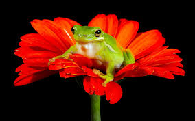 Find aesthetic flower wallpapers hd for desktop computer. Wallpaper Frog Red Flower Black Background 1920x1200 Hd Picture Image