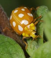 Ladybird Yellow With White Spots Insectes Papillon