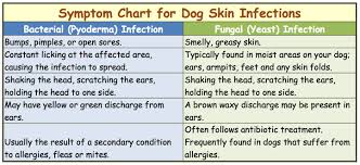 Dog Skin Infection This Is How To Cure And Treat It