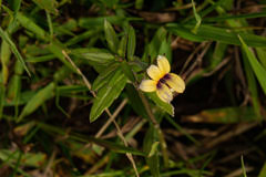 Image result for Monopsis stellarioides