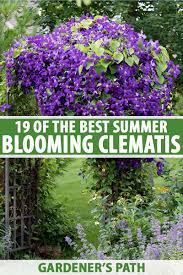 Check spelling or type a new query. 19 Of The Best Summer Blooming Clematis Varieties Gardener S Path
